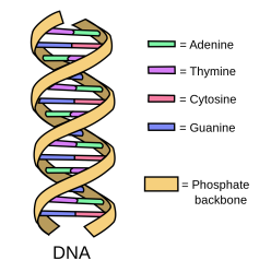 1000px-DNA_simple2.svg
